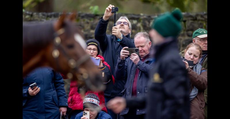 Three Tipperary stud farms will showcase equine champions in Irish Stallion Trail