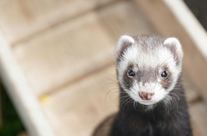 Gardai hunt down Limerick man after ferret was stolen during a burglary