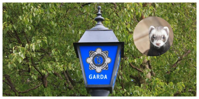 Gardai hunt down Limerick man after ferret was stolen during a burglary