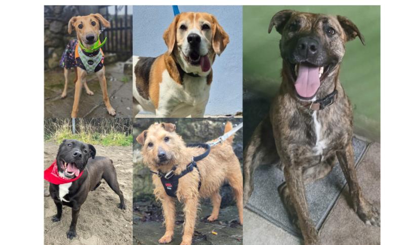 PICTURES: 11 loving dogs seeking a forever home in Tipperary based animal rescue 