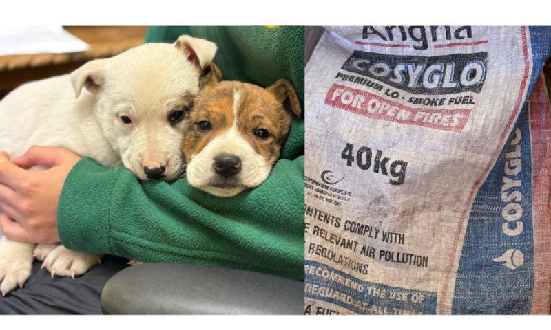 'This is inhumane': Huge anger after two puppies are left in coal bag on busy Leitrim road
