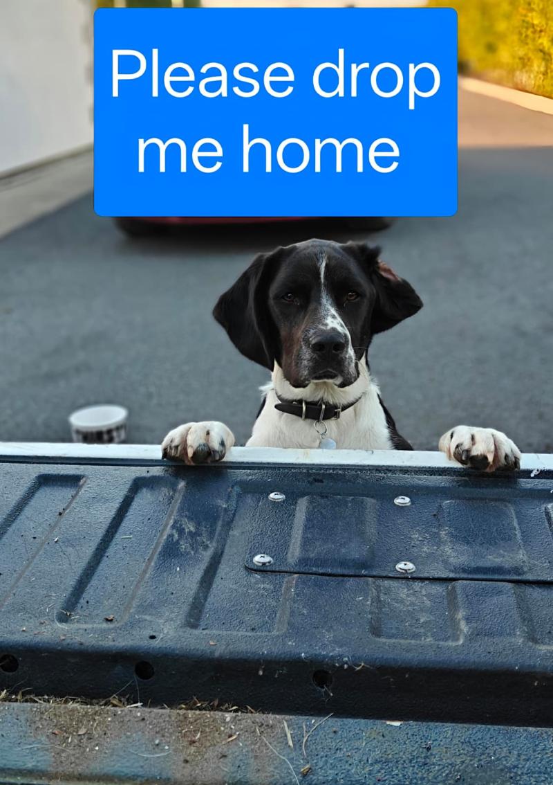 LATEST: Search continues almost one week later for missing dog in Tipperary 