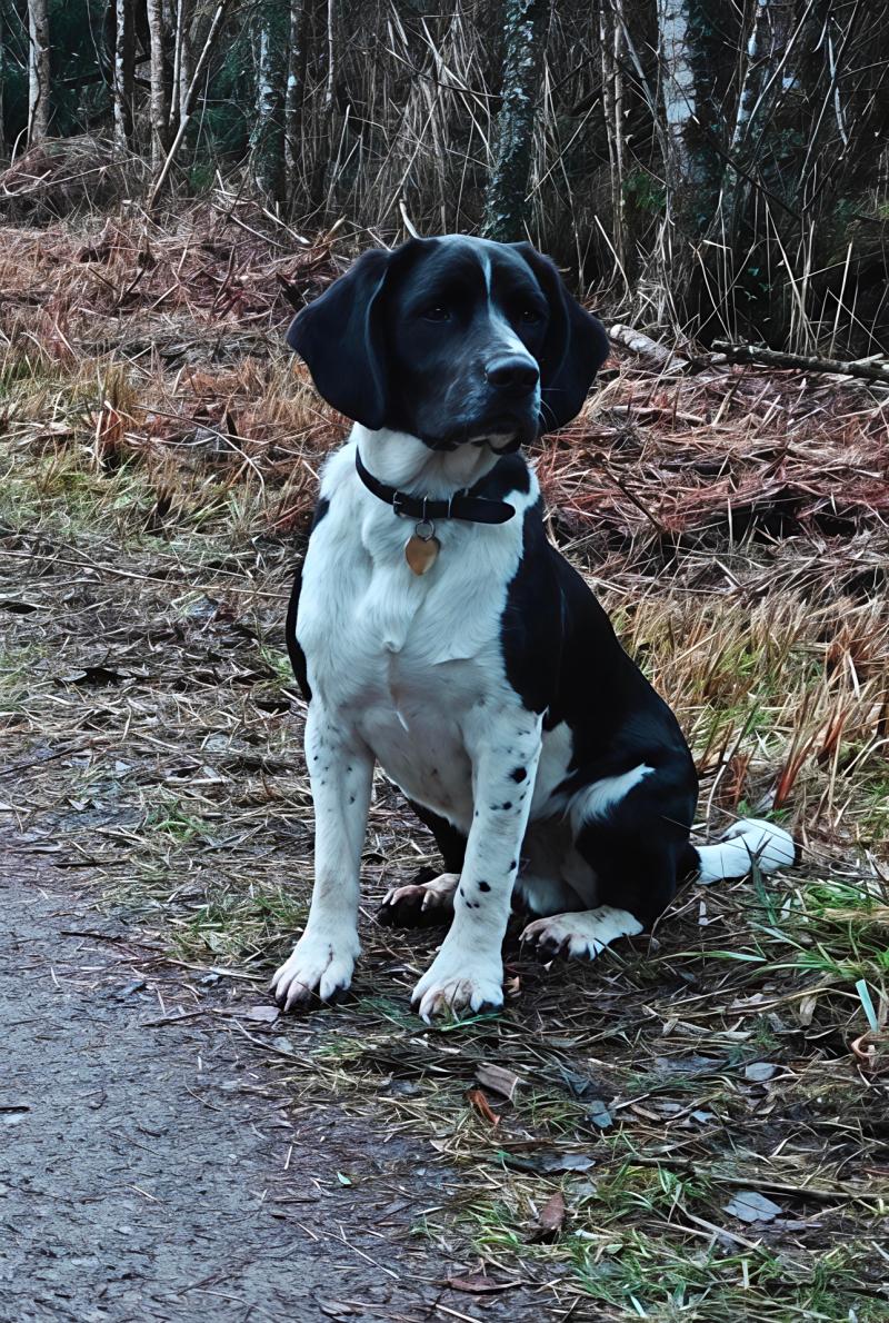 &euro;1,000 reward offered as beloved family dog still missing in Tipperary 