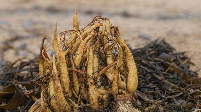 ALERT: 'Stay safe'-  Poisonous plant with no cure washes up on popular Irish beaches