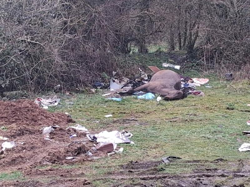 REVEALED: Councillors call on Council&rsquo;s environment team to remove dead horse near M8
