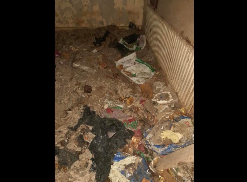 The ISPCA and Gardaí have seized three dogs from 'deplorable conditions' at a Tipperary property