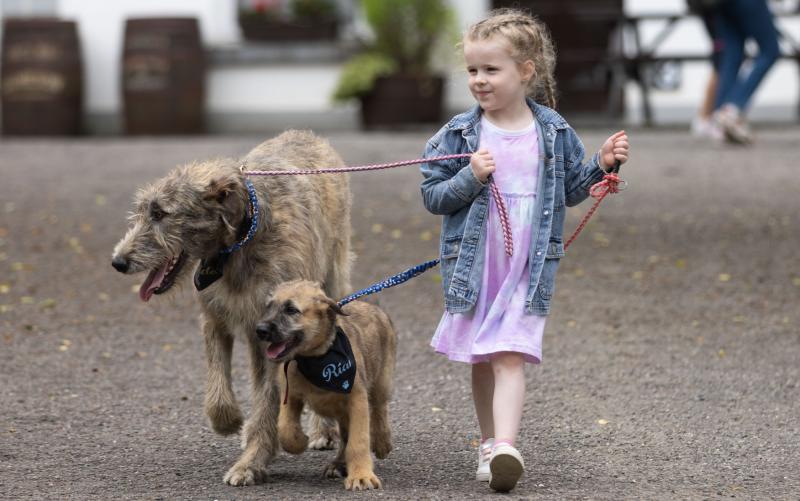 Iconic Irish wolfhounds return to popular tourist attraction Bunratty Castle and Folk Park