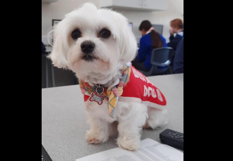BIG READ: Meet Cali, the Wellbeing Dog, at the Presentation, Ballingarry