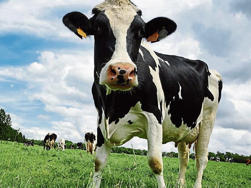 Tipperary farming: heatwave costing dairy farmers €1,750 per week