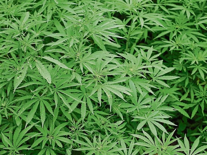 Man receives five year jail sentence for cultivating €42,000 worth of cannabis plants at his Co. Tipperary home