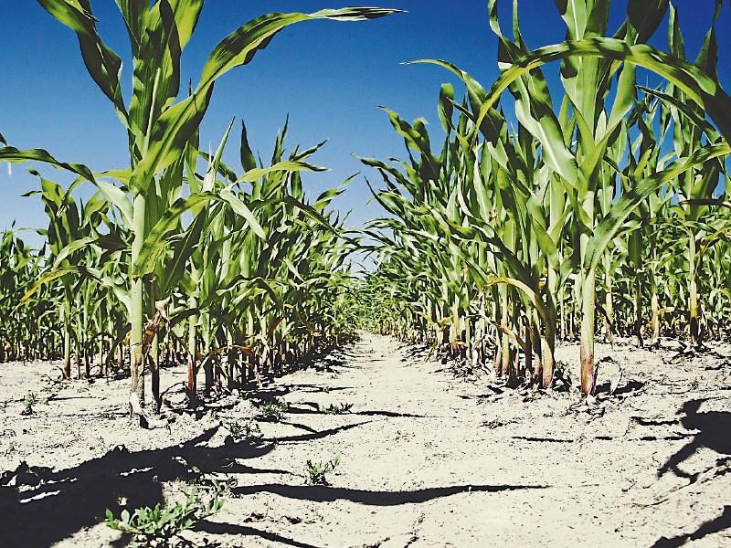 Crop losses inevitable - weather will impact yields