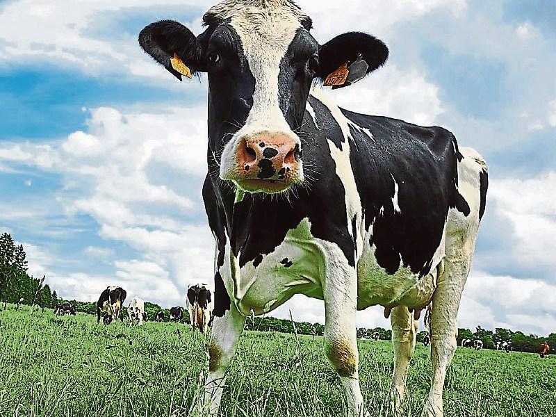 Tipperary farming: disappointment as Lakeland holds June milk price