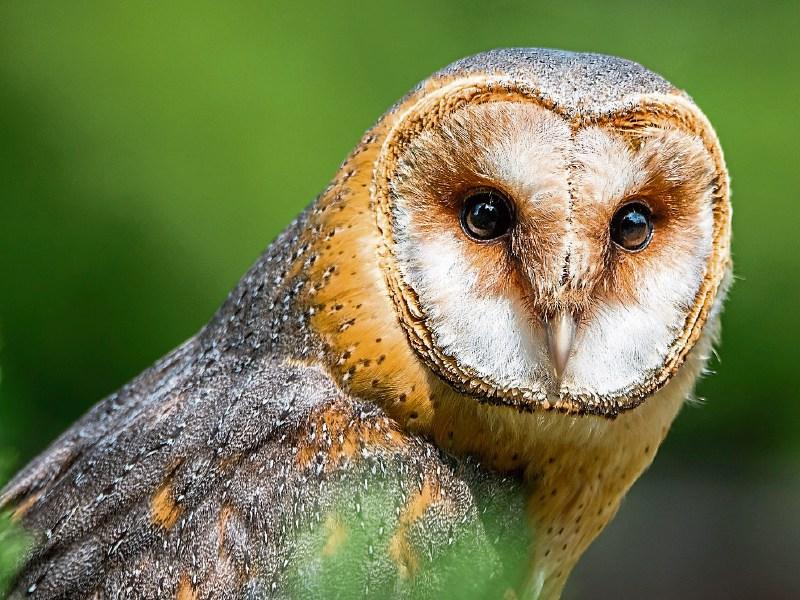 Tipperary a stronghold for Barn Owls - Has you seen any of these wise guys about?