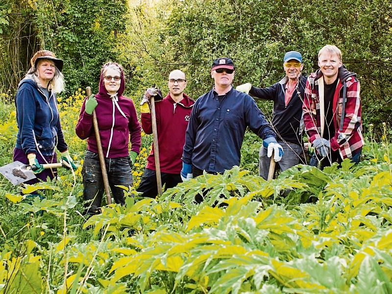 Giant Hogweed