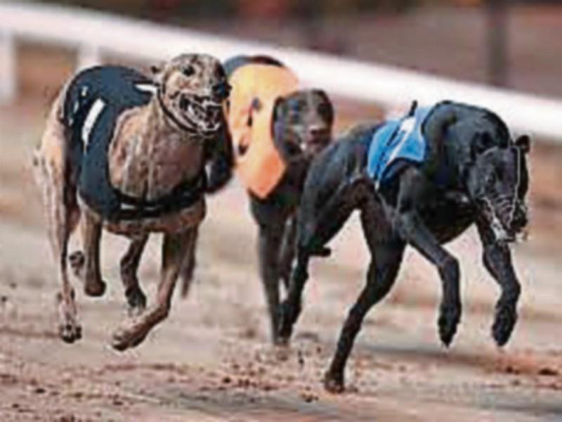 Clonmel greyhound track fundraiser for St. Mary's Hurling and Camogie club
