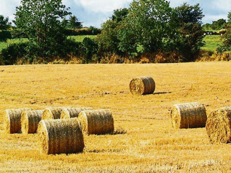 Tipperary farming: groups welcome fodder growing scheme to tackle drought effects