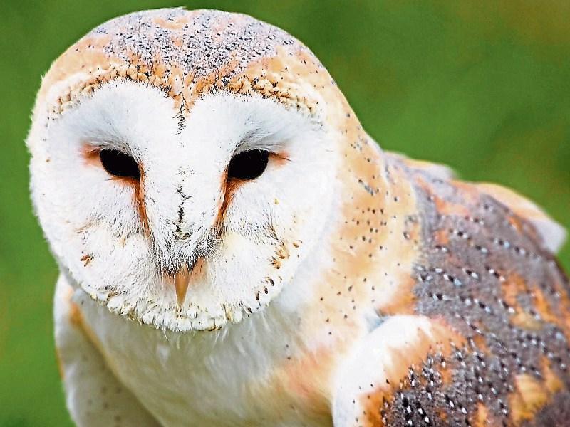 barn owl