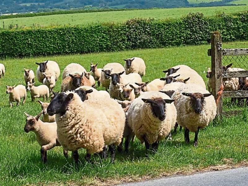 Tipperary farming: EID issues 'have not gone away'