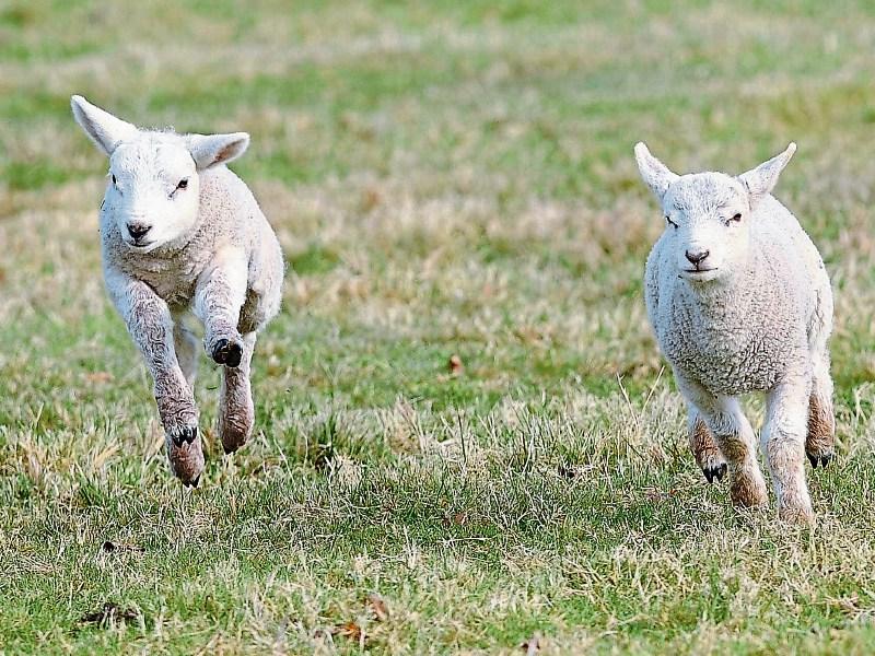 Tipperary farming: North lamb influx 'hitting prices from farmers down south'