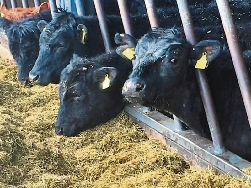 Tipperary farming: crisis-hit farmers welcome fodder import scheme