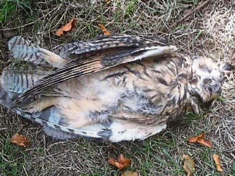 National Parks & Wildlife Service investigates shooting of protected bird near Clonmel