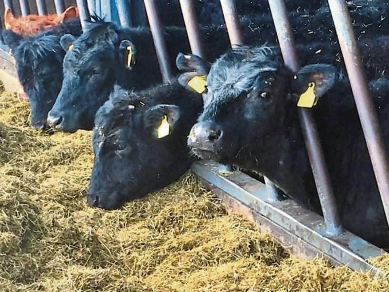 Tipperary farm leaders condemn fodder supplement theft outside Nenagh