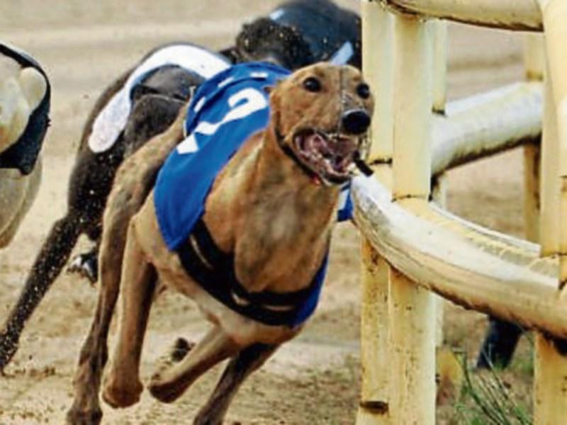 Irish Greyhound Derby