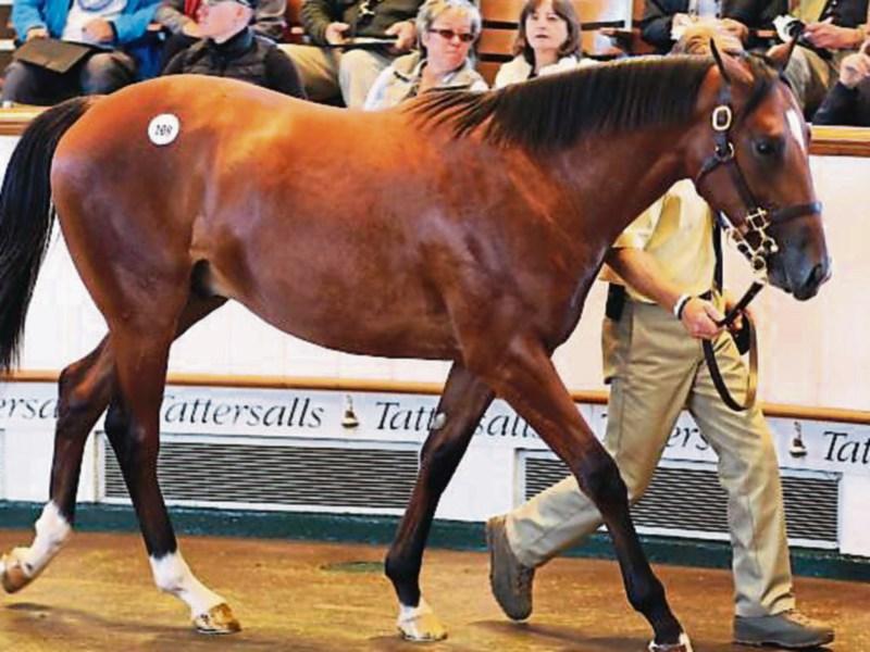 Coolmore Stud buy colt by Tipperary super stallion Galileo for world record 3.4 million guineas