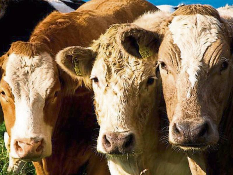 Tipperary IFA to host cattle crisis meeting in Nenagh