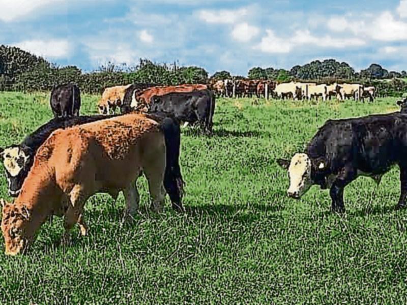 Tipperary farmers urged to put a step in their spring by being prepared for 2019