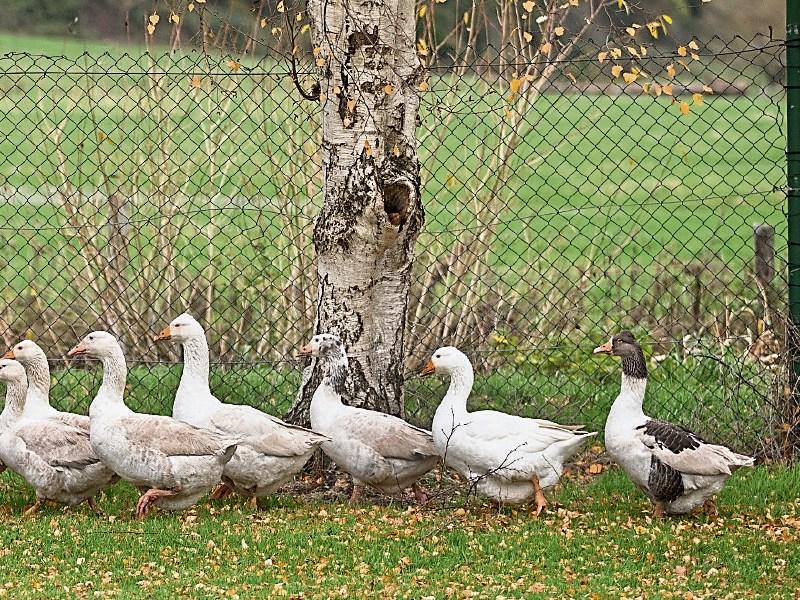 Ardfinnan geese