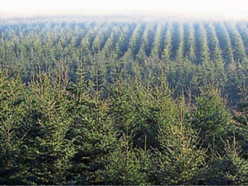 Tipperary's €2m paid out in forestry premium payments one of the highest in the country