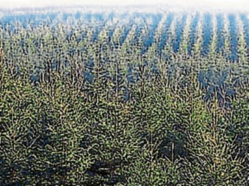 Money to grow on Tipperary trees for Premier County forest owners