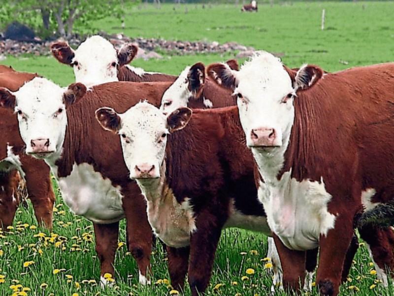 Tipperary farming: winter finishers are facing a ‘real financial crisis’