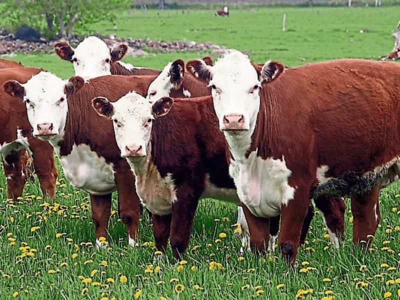 IFA to lobby Oireachtas members over beef crisis