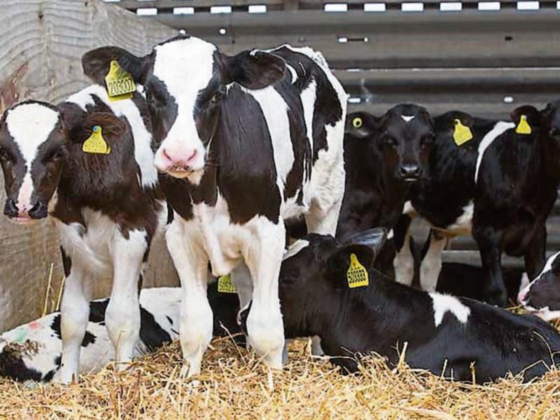 Tipperary farmers urged to be vigilant during calving season