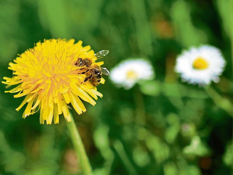OPINION: 'Don’t kill our Tipperary dandelions'