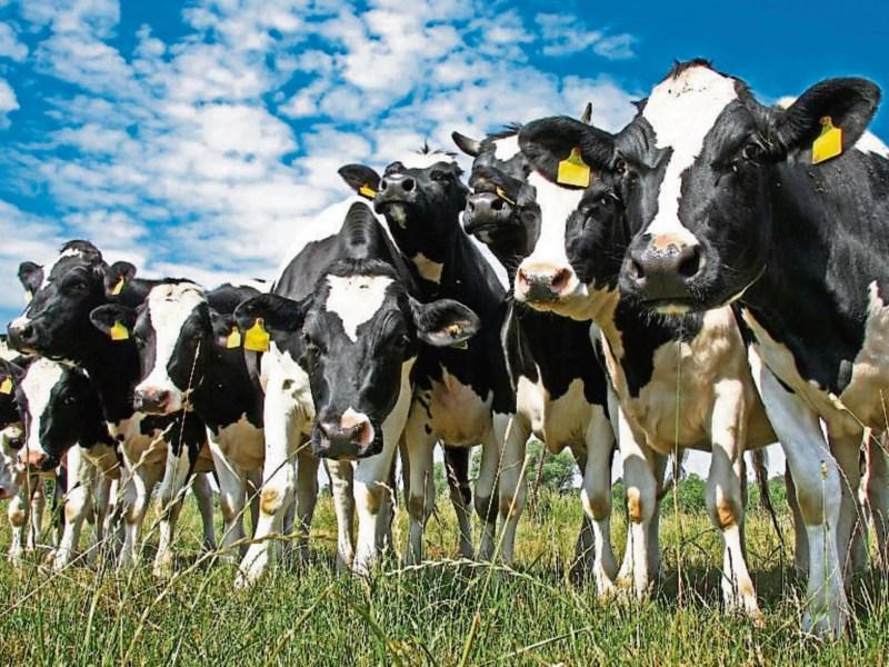 Tipperary farm leaders raise concerns over US demands for UK trade deal after Brexit