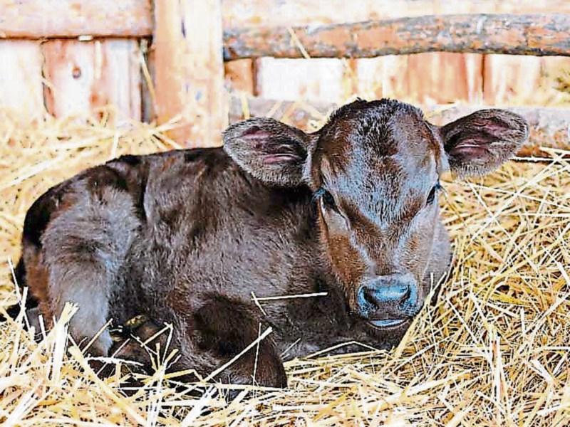 Tipperary farmers urged to take time out to review busy calving season