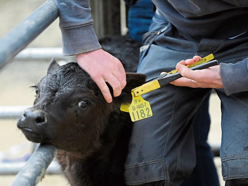 Tipperary farmers get tips for the tagging season