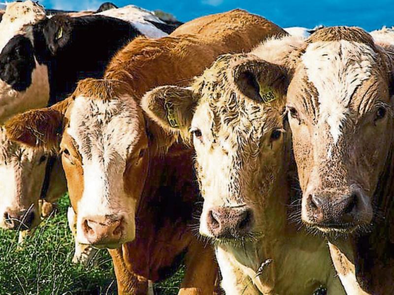 Tipperary farming: Beef comments welcomed, but support still required