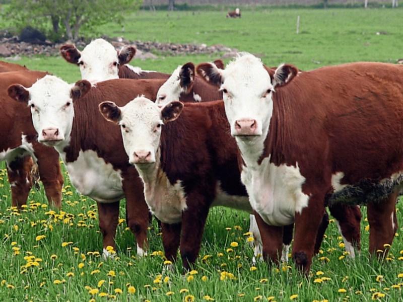 Tipperary farming: Beef Plan calls for State income supports through direct payments