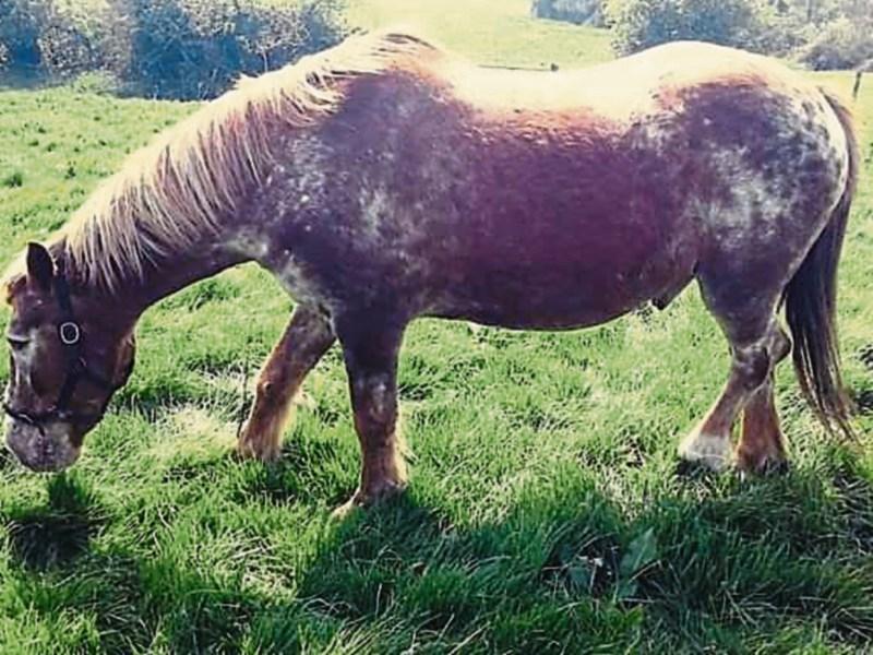 Sadness as popular Tipperary horse Paul taken from its Fethard home