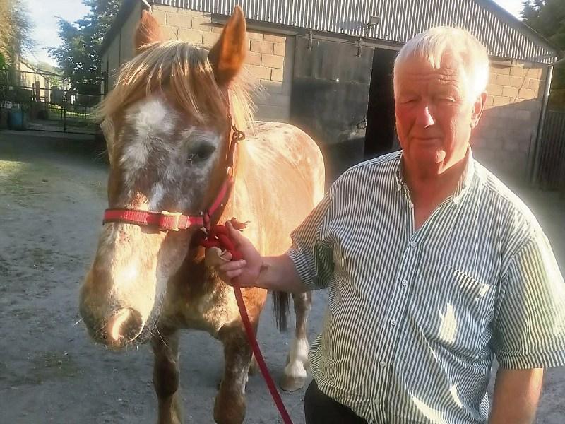 Tipperary horse taken from its Fethard home found safe and well in Co. Waterford