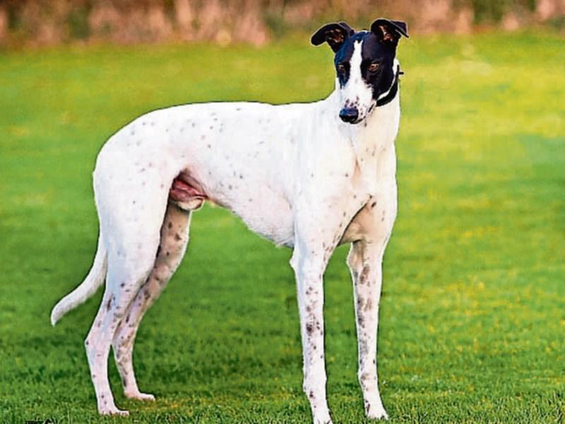 Three men appear in court in relation to theft of champion greyhound from Tipperary kennels