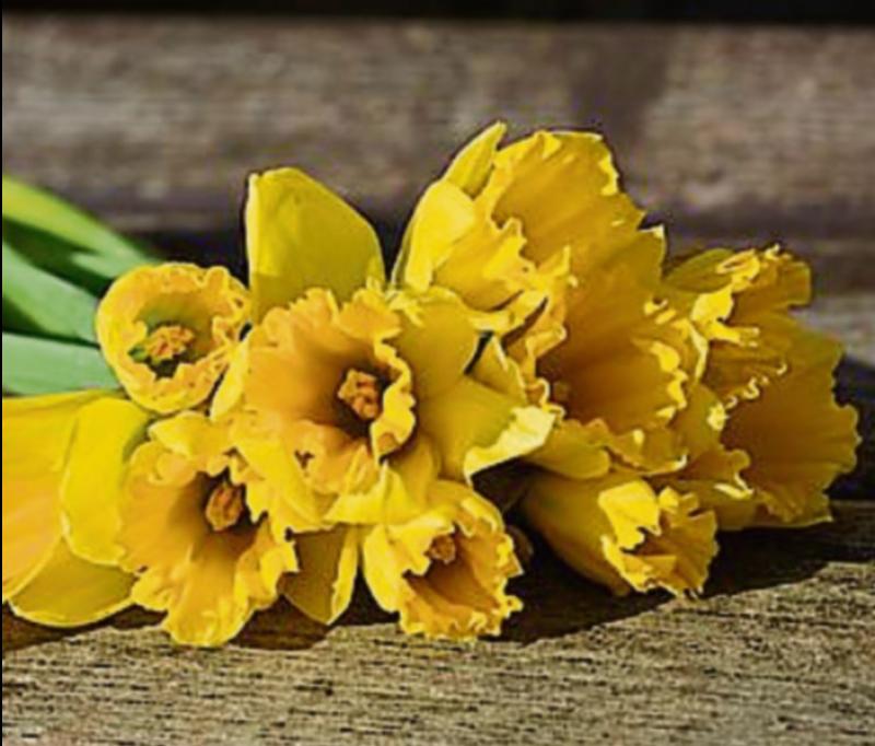Four Tipperary areas say thank you for huge sum raised for Daffodil Day