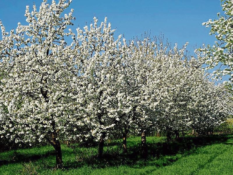 ‘Blossom memory walk’ for Cashel's Golden road 