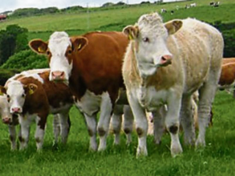 Tipperary farming: Angry reaction to EU’s Mercosur deal on beef
