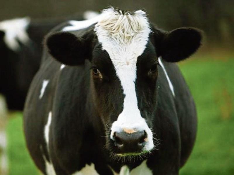 Tipperary farmers encouraged to be smarter milkers