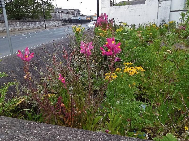 Major facelift for wildlife area in Ballingarry